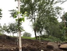 Un Plan de Silvicultura Urbana renovado present&oacute; el DAGMA 