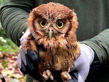 Jornada de avistamiento de aves en el Coraz&oacute;n de Pance 