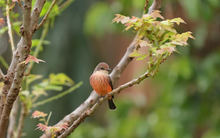 Jornada de avistamiento de aves en el Coraz&oacute;n de Pance 