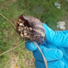 El caracol gigante africano  