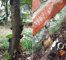 El caracol gigante africano  