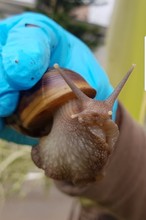 El caracol gigante africano  