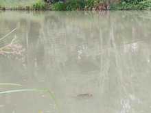 Dagma descubri&oacute; nuevo ejemplar en el Lago de la Babilla