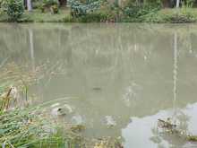 Dagma descubri&oacute; nuevo ejemplar en el Lago de la Babilla