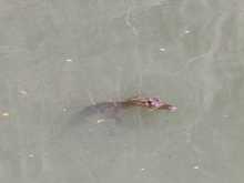 Dagma descubri&oacute; nuevo ejemplar en el Lago de la Babilla