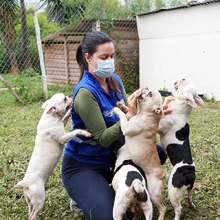 Realizan seguimiento a recuperaci&oacute;n de animales rescatados de criadero ilegal