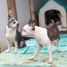 Realizan seguimiento a recuperaci&oacute;n de animales rescatados de criadero ilegal