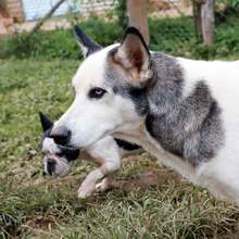 Realizan seguimiento a recuperaci&oacute;n de animales rescatados de criadero ilegal