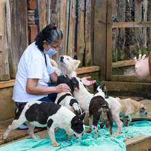 Realizan seguimiento a recuperaci&oacute;n de animales rescatados de criadero ilegal