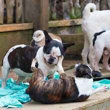 Realizan seguimiento a recuperaci&oacute;n de animales rescatados de criadero ilegal