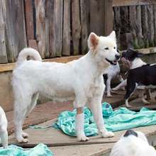 Realizan seguimiento a recuperaci&oacute;n de animales rescatados de criadero ilegal