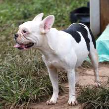 Realizan seguimiento a recuperaci&oacute;n de animales rescatados de criadero ilegal