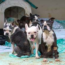 Realizan seguimiento a recuperaci&oacute;n de animales rescatados de criadero ilegal