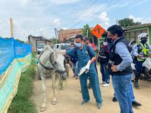 No se permitir&aacute; m&aacute;s la circulaci&oacute;n de veh&iacute;culos de tracci&oacute;n animal por las calles de Cali