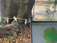 Cali, l&iacute;der nacional en tecnolog&iacute;as para el cuidado del arbolado