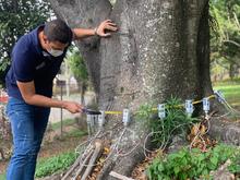 Cali, l&iacute;der nacional en tecnolog&iacute;as para el cuidado del arbolado