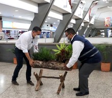 Mi Terminal Cali se suma a la iniciativa de hacer de Cali un jard&iacute;n