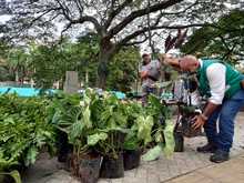 El corredor del r&iacute;o Cali reverdece y florece como un solo jard&iacute;n