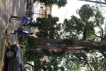 Ceiba de la avenida 4 norte goza de buena salud: DAGMA