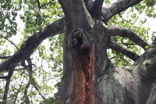 Ceiba de la avenida 4 norte goza de buena salud: DAGMA