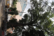 Ceiba de la avenida 4 norte goza de buena salud: DAGMA