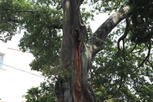 Ceiba de la avenida 4 norte goza de buena salud: DAGMA