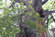 Ceiba de la avenida 4 norte goza de buena salud: DAGMA