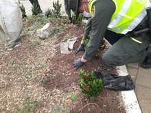 Jornada de embellecimiento ambiental en el Parque de El Ingenio cumpli&oacute; el Dagma