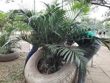 Jornada de embellecimiento ambiental en el Parque de El Ingenio cumpli&oacute; el Dagma