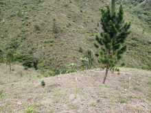 Infraestructura monitorea la compensaci&oacute;n arb&oacute;rea de las &lsquo;Obras del Sur&rsquo;