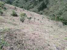 Infraestructura monitorea la compensaci&oacute;n arb&oacute;rea de las &lsquo;Obras del Sur&rsquo;