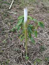 Infraestructura monitorea la compensaci&oacute;n arb&oacute;rea de las &lsquo;Obras del Sur&rsquo;