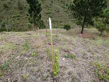 Infraestructura monitorea la compensaci&oacute;n arb&oacute;rea de las &lsquo;Obras del Sur&rsquo;