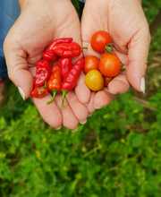 Huerta en casa, una alternativa de agricultura Urbana