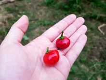 Huerta en casa, una alternativa de agricultura Urbana