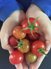 Huerta en casa, una alternativa de agricultura Urbana