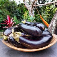 Huerta en casa, una alternativa de agricultura Urbana