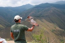 En 24 horas Dagma rescat&oacute; y liber&oacute; una osa melera