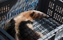 En 24 horas Dagma rescat&oacute; y liber&oacute; una osa melera