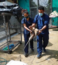 En 24 horas Dagma rescat&oacute; y liber&oacute; una osa melera