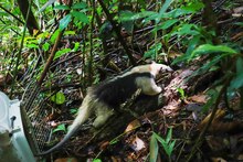 En 24 horas Dagma rescat&oacute; y liber&oacute; una osa melera