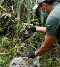 En 24 horas Dagma rescat&oacute; y liber&oacute; una osa melera