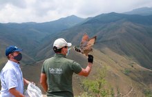 En 24 horas Dagma rescat&oacute; y liber&oacute; una osa melera