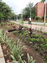 Vivero Distrital siembra vida con puro coraz&oacute;n