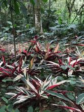 Orqu&iacute;deas y bromelias decomisadas por Dagma ser&aacute;n exhibidas en el Zool&oacute;gico y en el pr&oacute;ximo Jard&iacute;n Bot&aacute;nico de Cali 