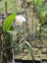 Orqu&iacute;deas y bromelias decomisadas por Dagma ser&aacute;n exhibidas en el Zool&oacute;gico y en el pr&oacute;ximo Jard&iacute;n Bot&aacute;nico de Cali 
