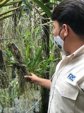 Orqu&iacute;deas y bromelias decomisadas por Dagma ser&aacute;n exhibidas en el Zool&oacute;gico y en el pr&oacute;ximo Jard&iacute;n Bot&aacute;nico de Cali 