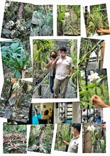 Orqu&iacute;deas y bromelias decomisadas por Dagma ser&aacute;n exhibidas en el Zool&oacute;gico y en el pr&oacute;ximo Jard&iacute;n Bot&aacute;nico de Cali 