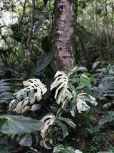 Orqu&iacute;deas y bromelias decomisadas por Dagma ser&aacute;n exhibidas en el Zool&oacute;gico y en el pr&oacute;ximo Jard&iacute;n Bot&aacute;nico de Cali 