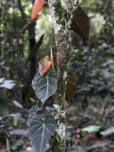 Orqu&iacute;deas y bromelias decomisadas por Dagma ser&aacute;n exhibidas en el Zool&oacute;gico y en el pr&oacute;ximo Jard&iacute;n Bot&aacute;nico de Cali 